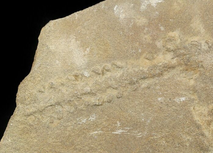 Cruziana (Fossil Trilobite Trackway) - Morocco #49193